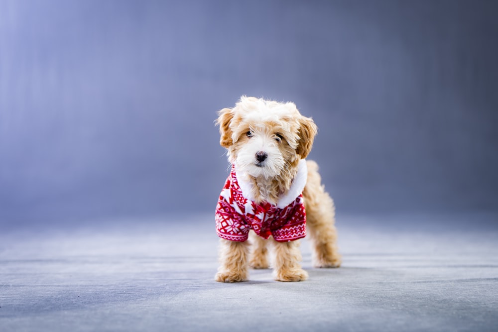 long-coated brown and white puppy wearing red and white shirt