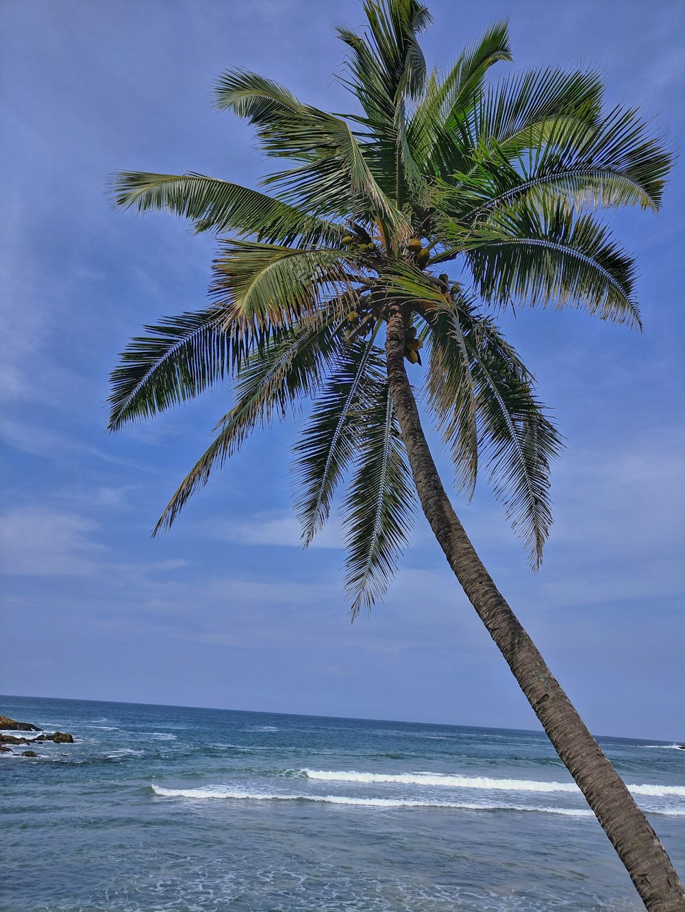 shallow focus photo of palm tree