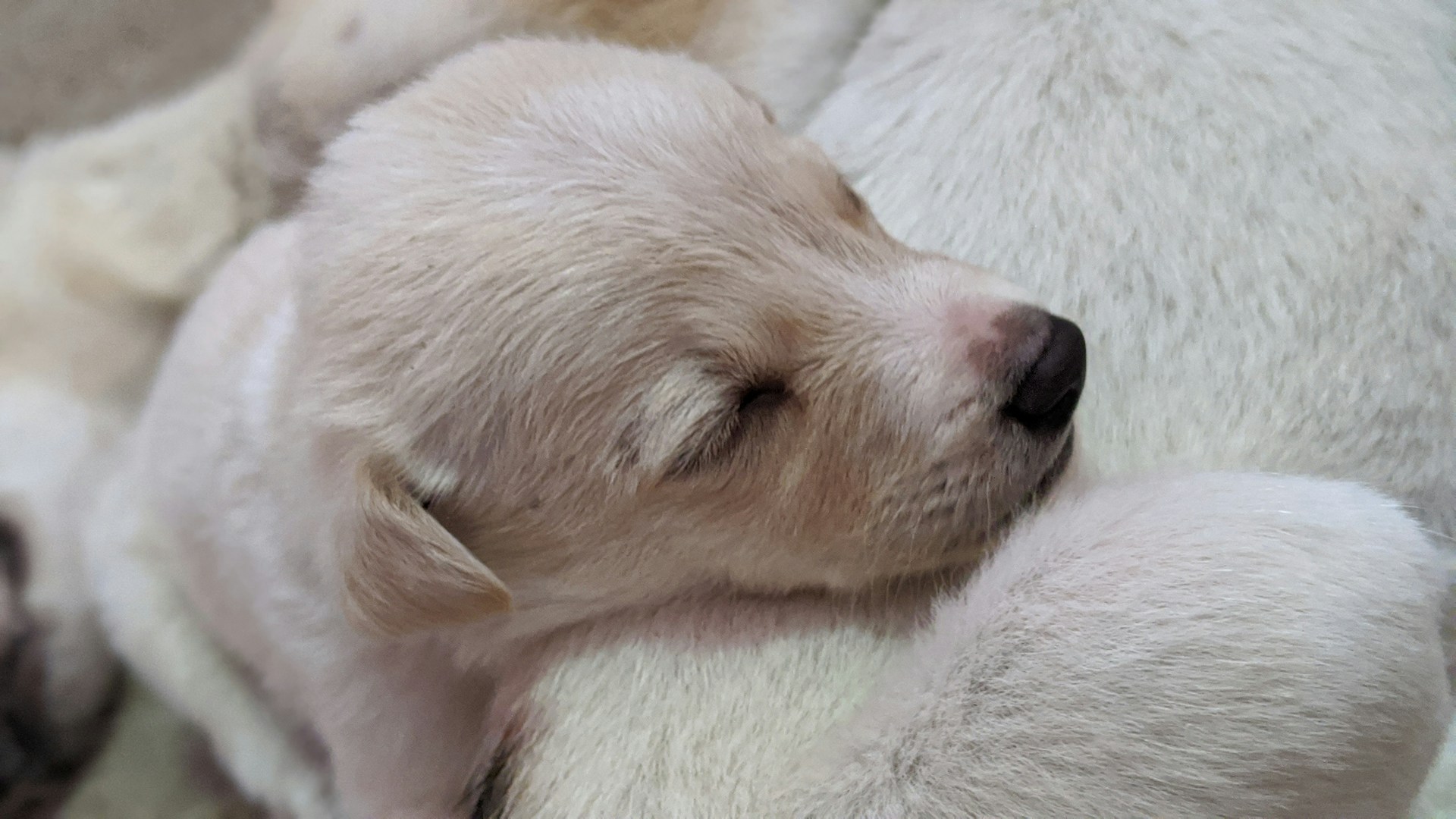 woman wearing yellow long-sleeved dress under white clouds and blue sky during daytime