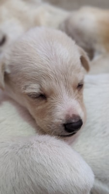 A close-up view of a small, light-colored puppy with its eyes closed, appearing to be sleeping. The puppy's fur is soft and creamy white. Other parts of light-colored puppies are visible in the background.