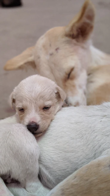 A proud Shiba Inu mother resting gently beside her playful litter of puppies on a cozy blanket.
