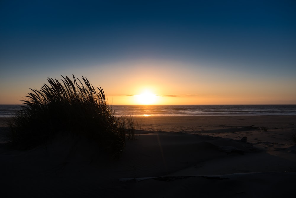 grasses on seashore