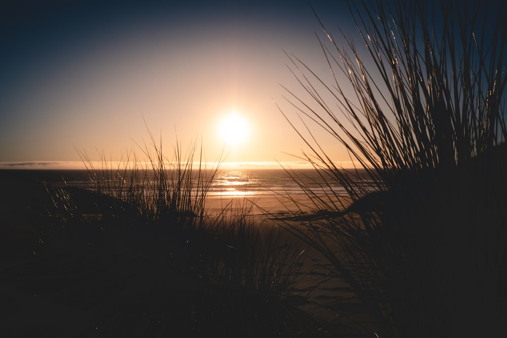 brown grasses on seashore