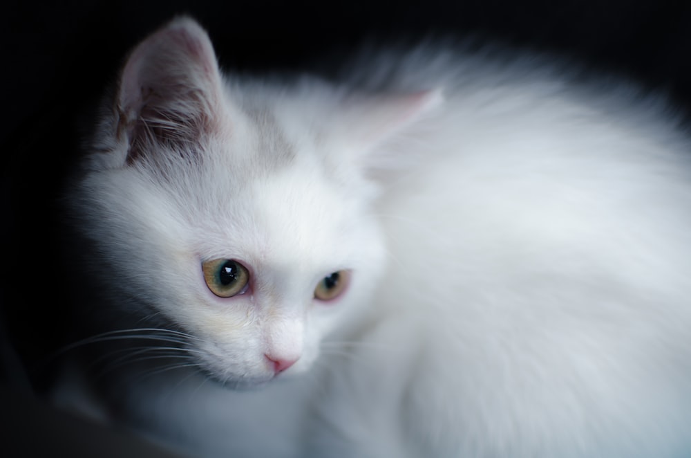 white cat