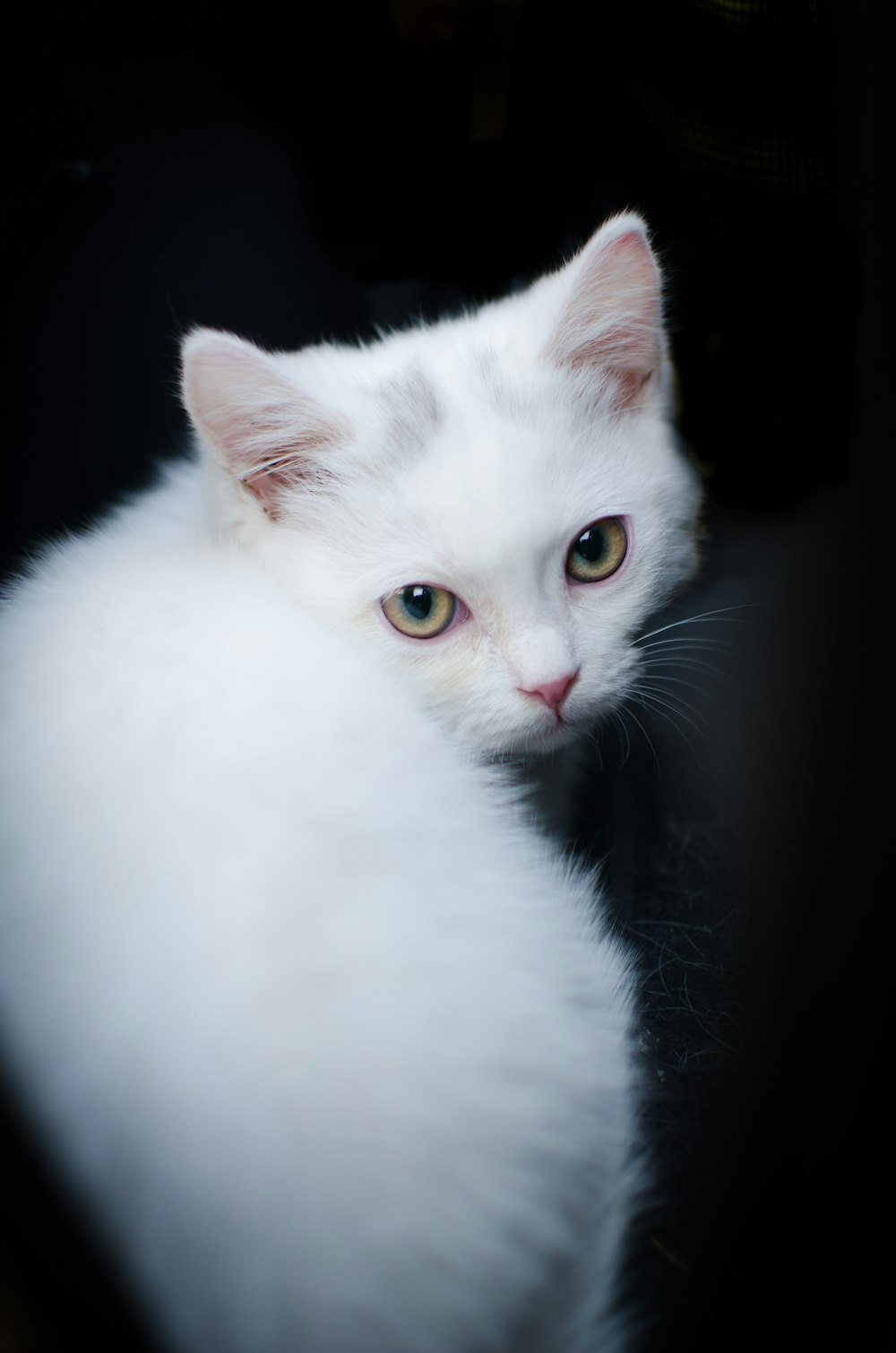 shallow focus photo of white cat