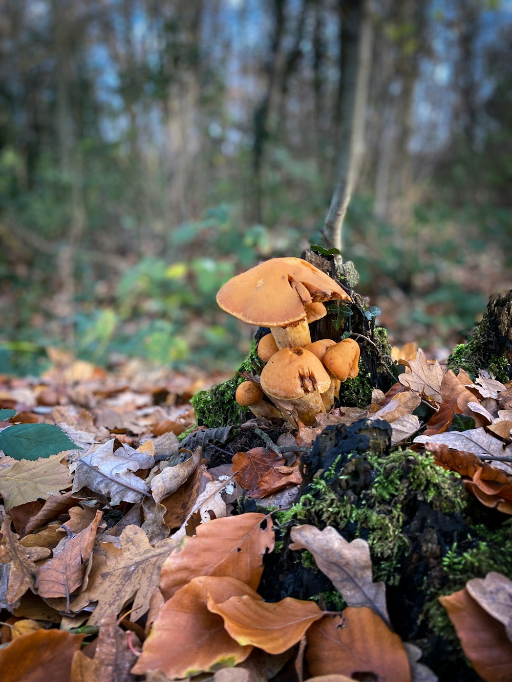 brown mushrooms in the ground