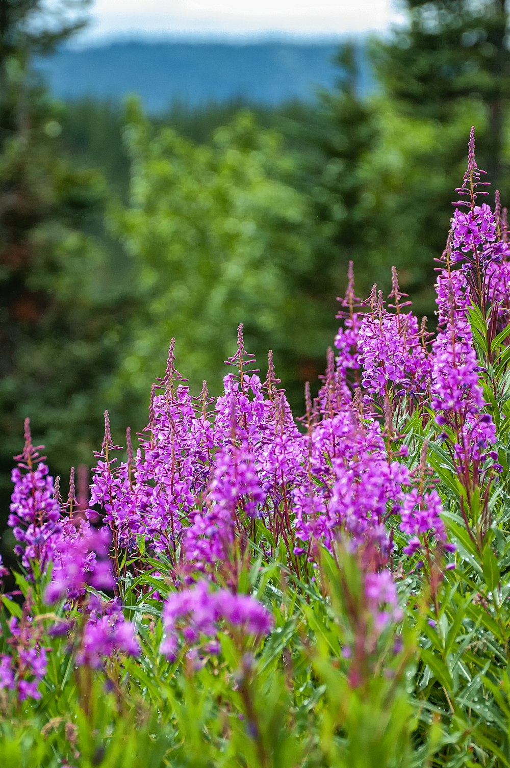 pink petaled flower field during daytime