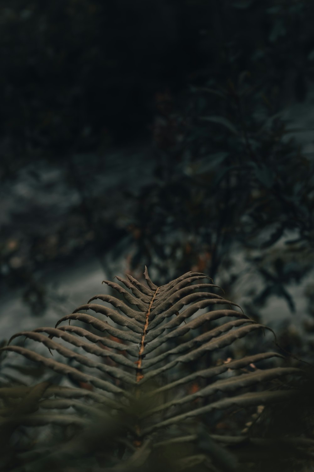 shallow focus photo of green leaves