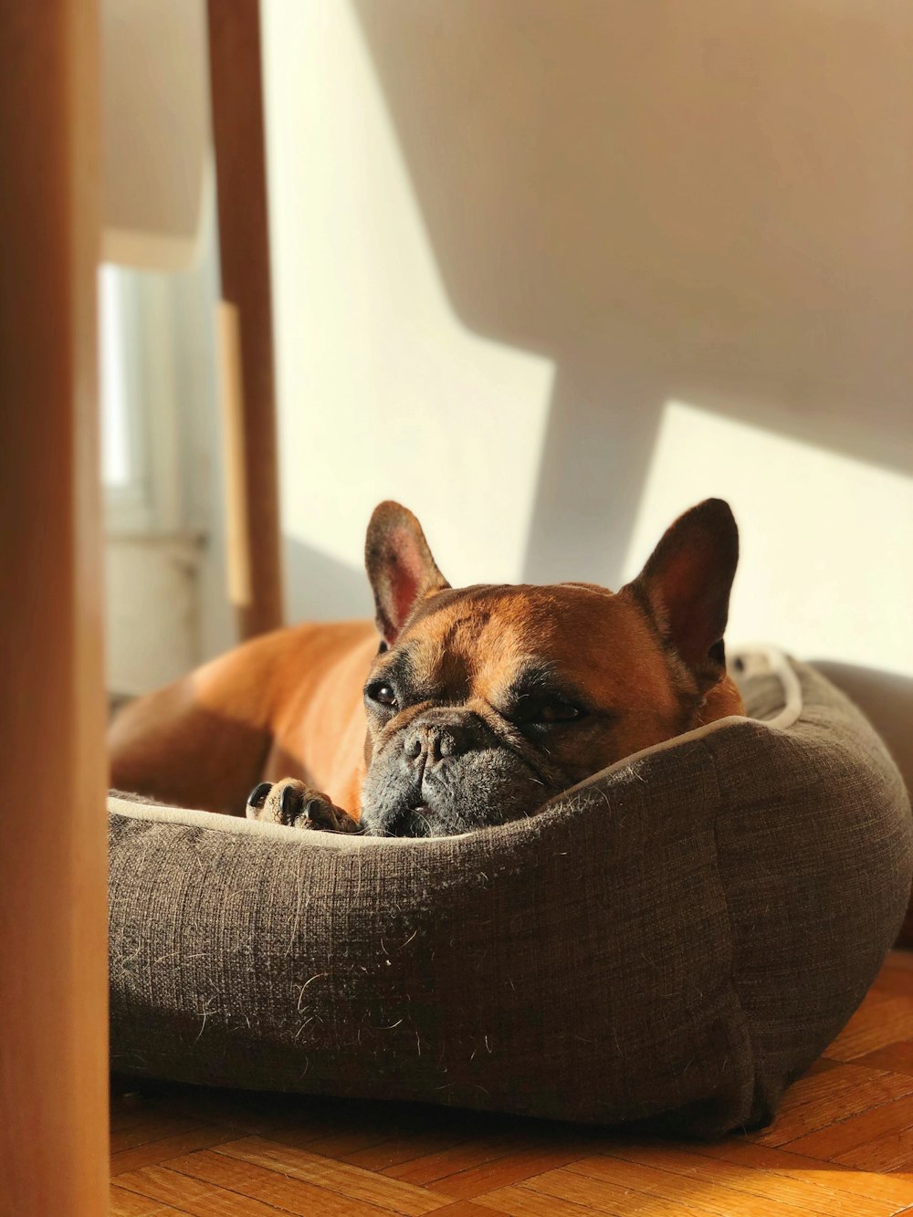 brown French bulldog in bed