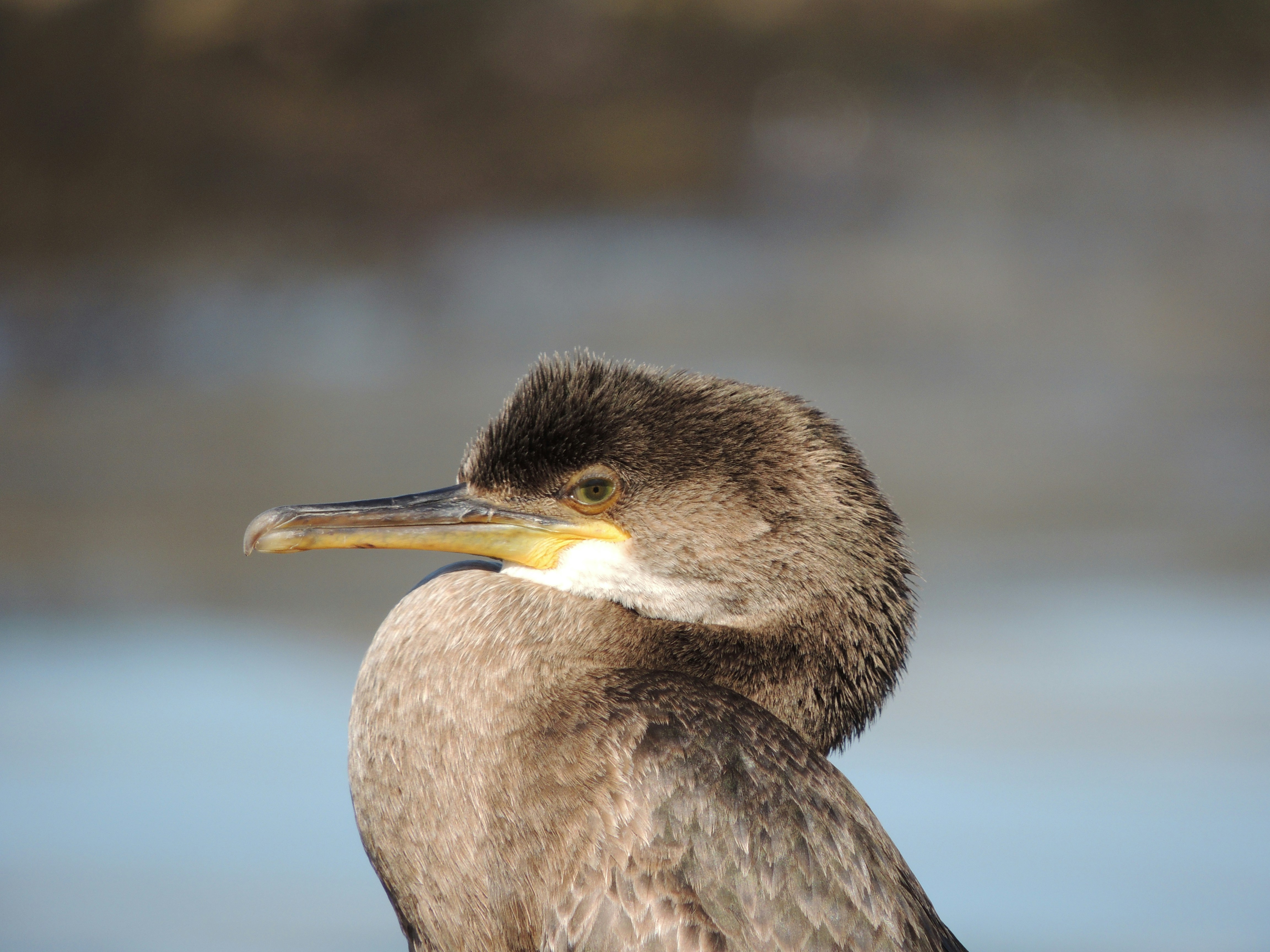 Photo by marzin_corentin