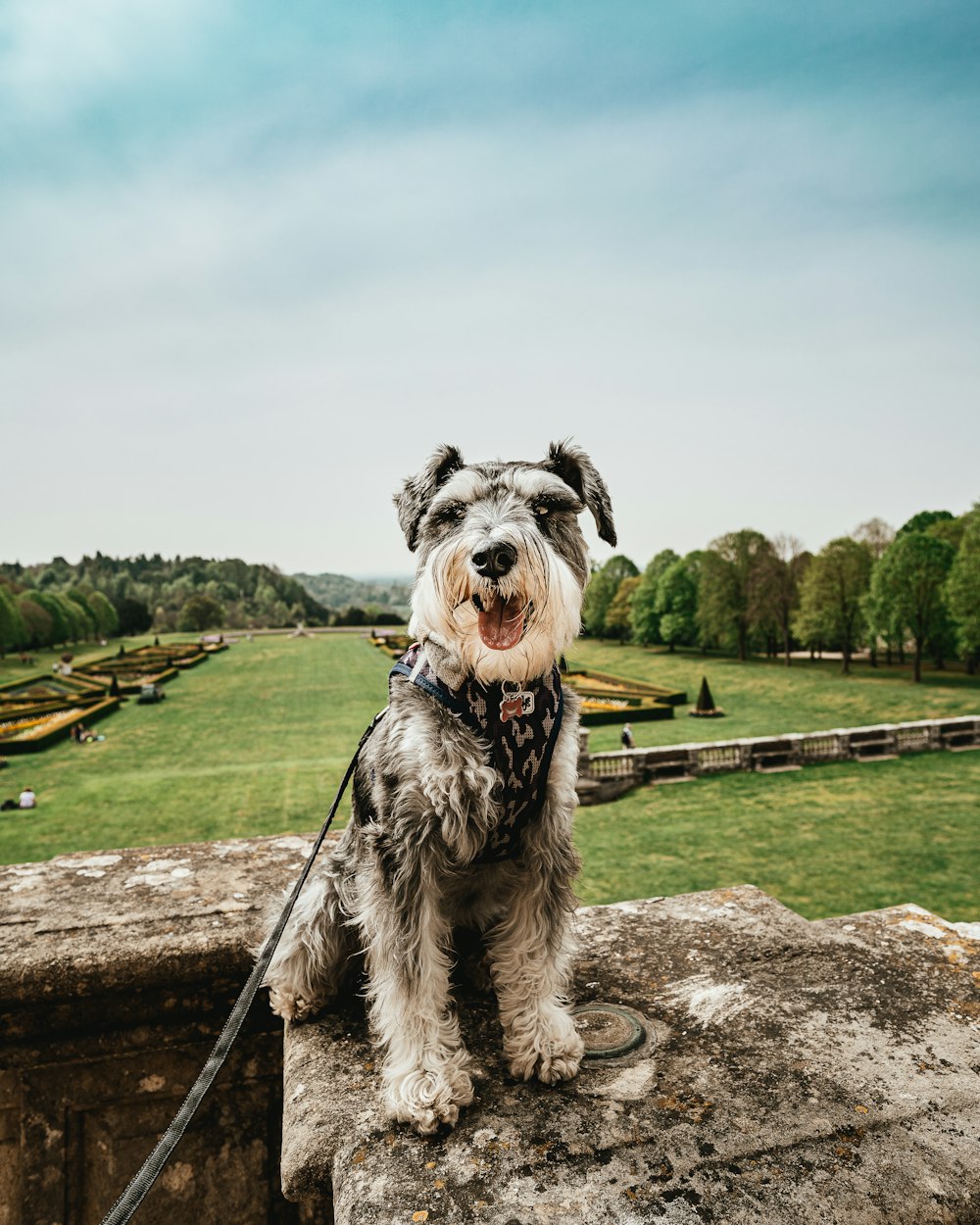 leashed dog sitting on rock