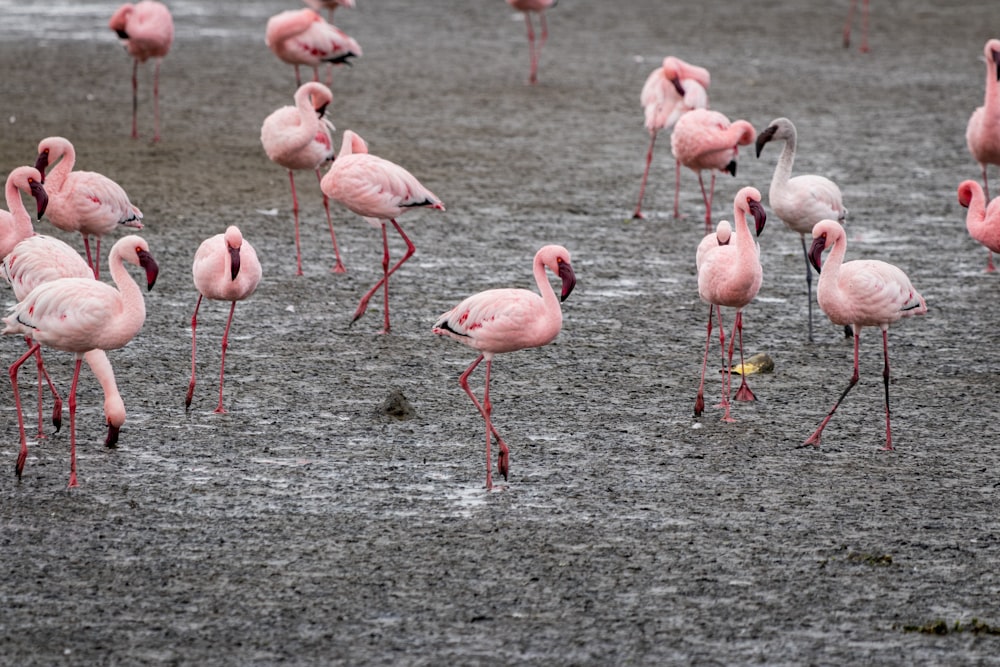 flocks of pink flamingo