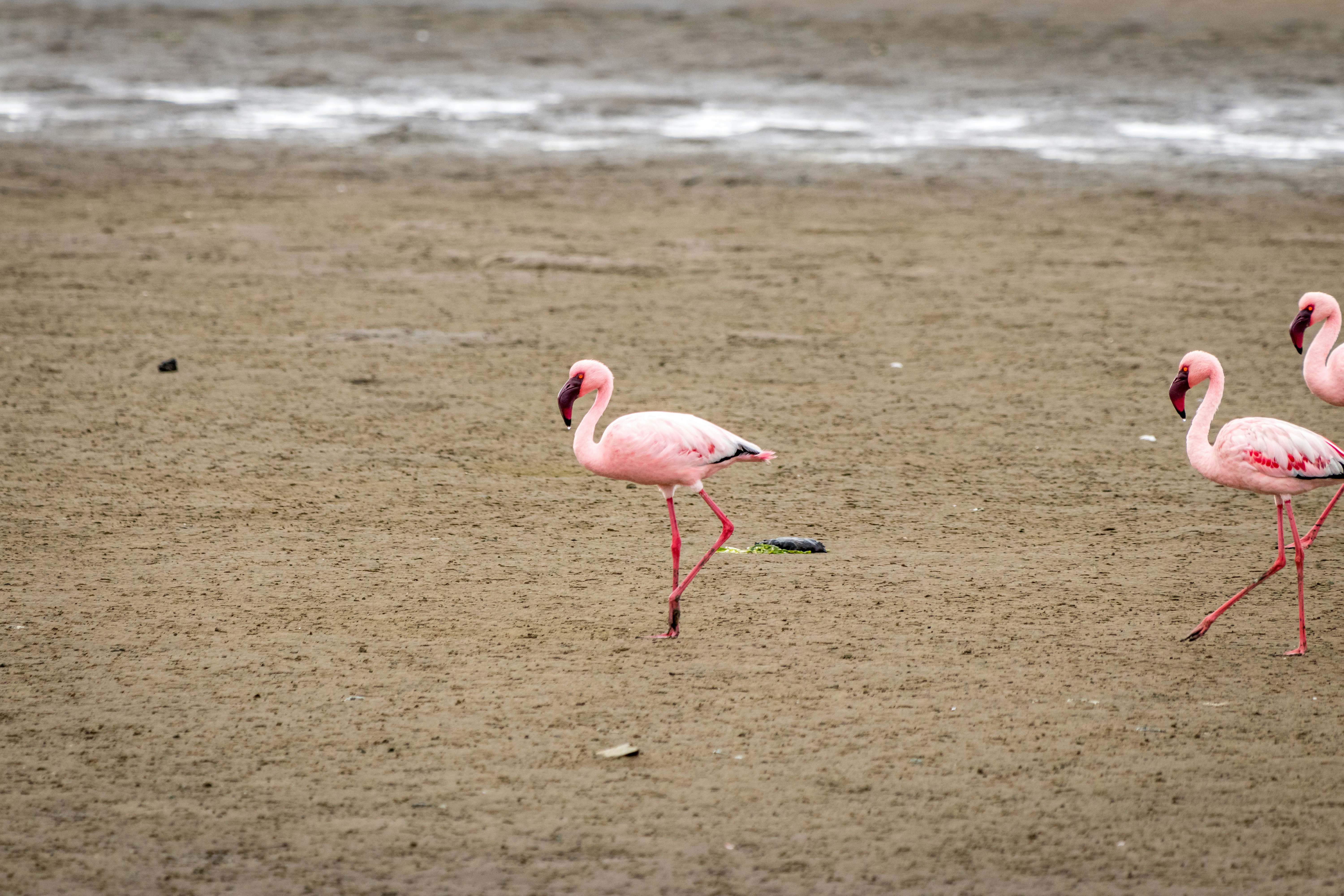 pink flamingo