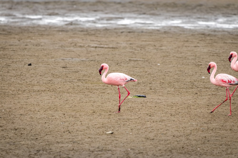 Flamingo cor-de-rosa
