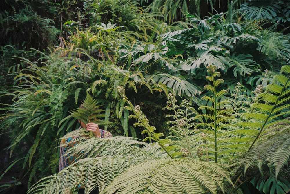 green fern plants