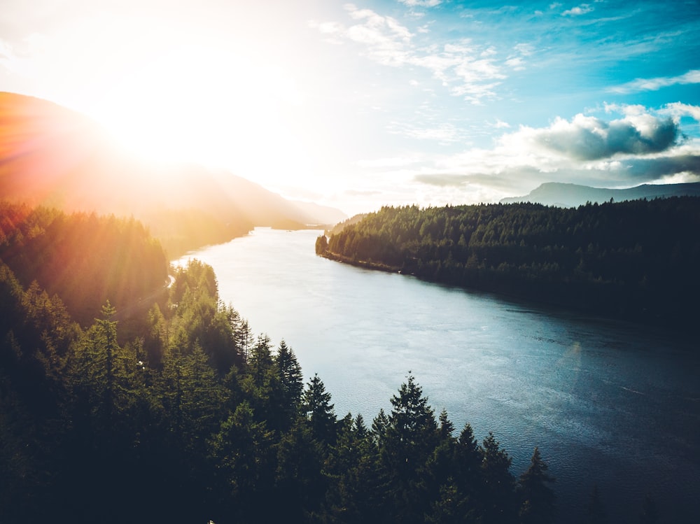 plan d’eau entre les arbres pendant la journée