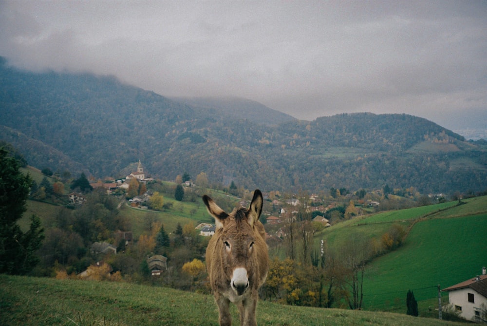 brown donkey