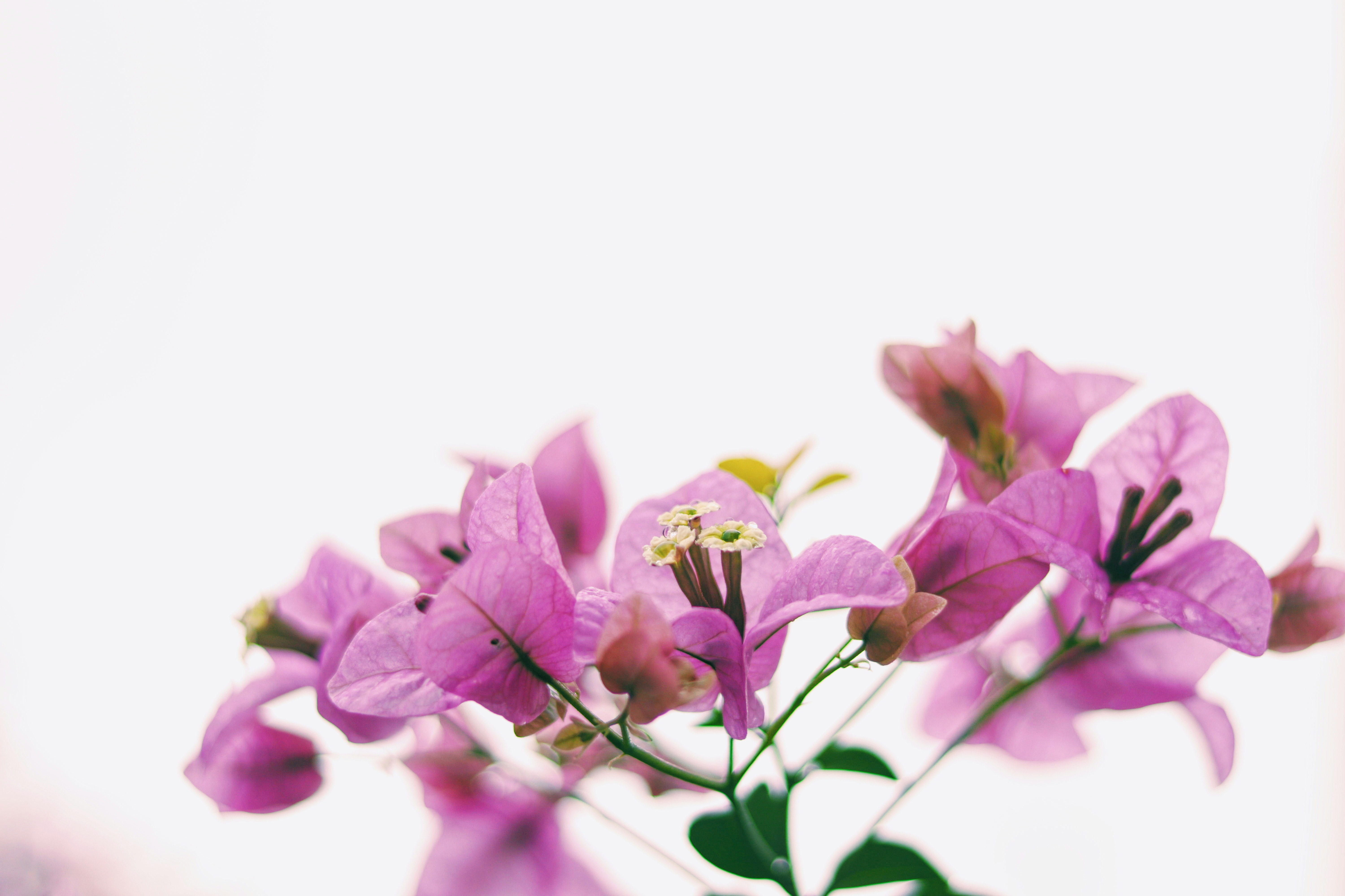shallow focus photo of purple flowers highkey teams background