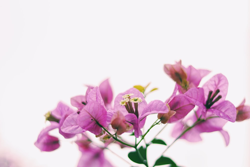 shallow focus photo of purple flowers