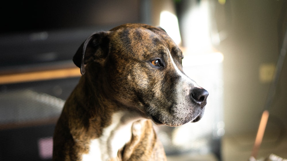 shallow focus photo of short-coated brown and white dog