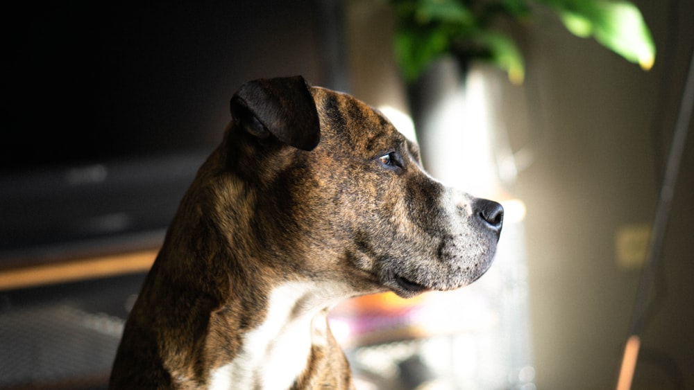 brown and black American Pit Bull terrier