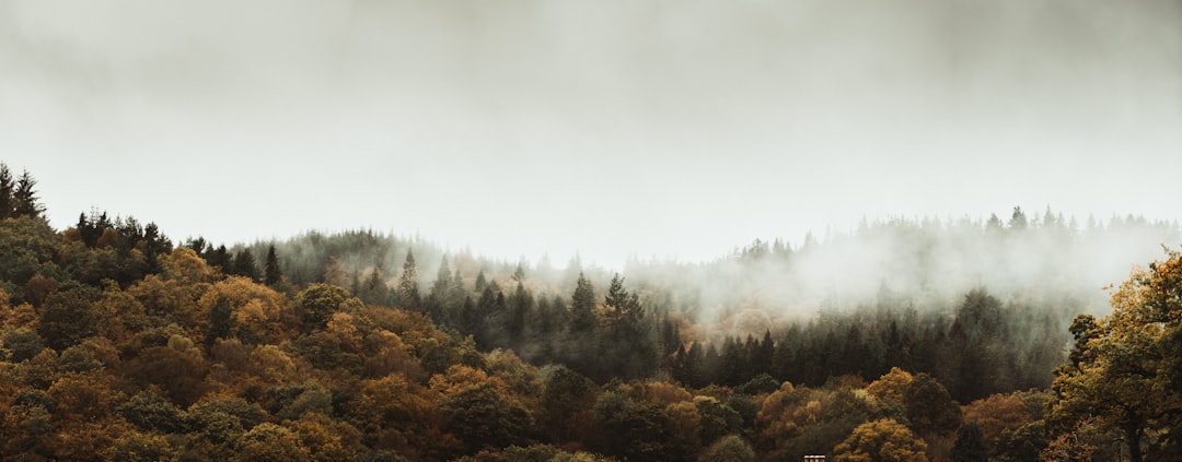 aerial photography of forest in foggy day