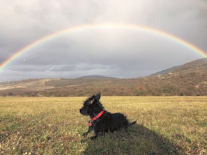 long-coated black dog lying on green grass