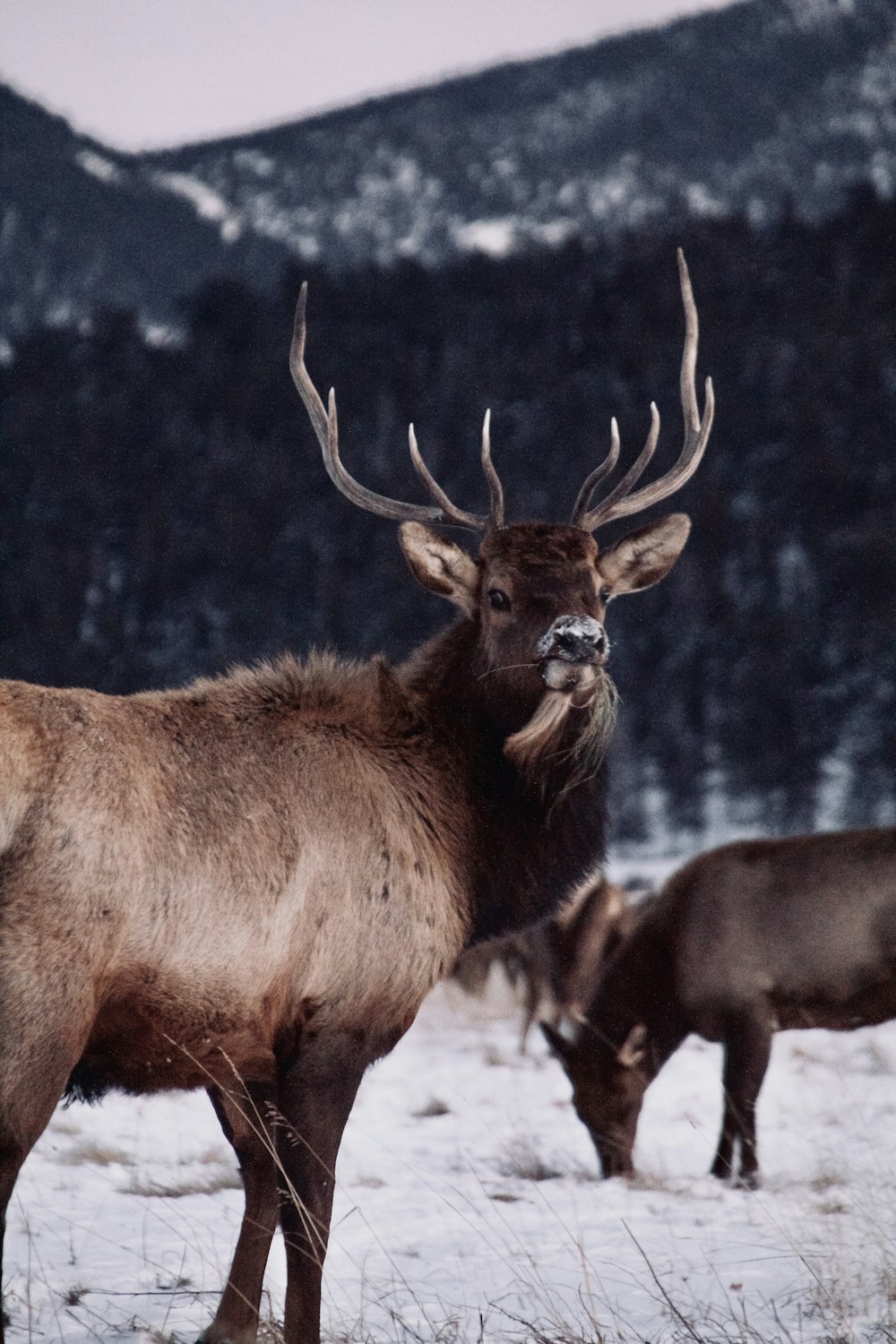 shallow focus photo of brown deer