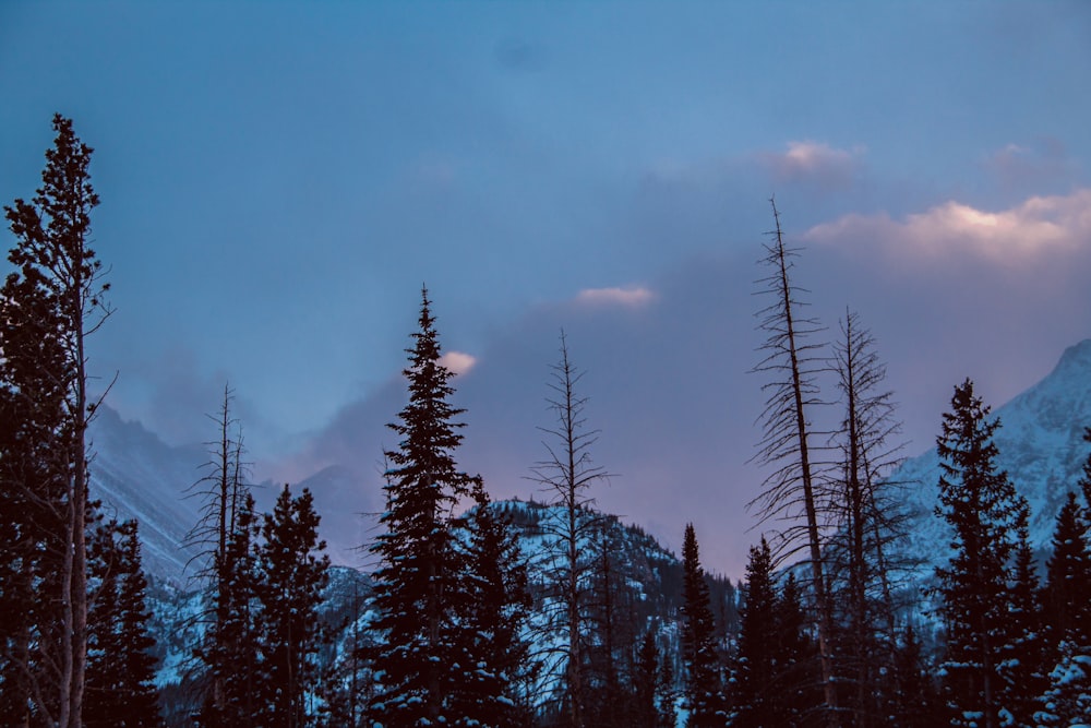 silhouette of trees near snow covered mountains