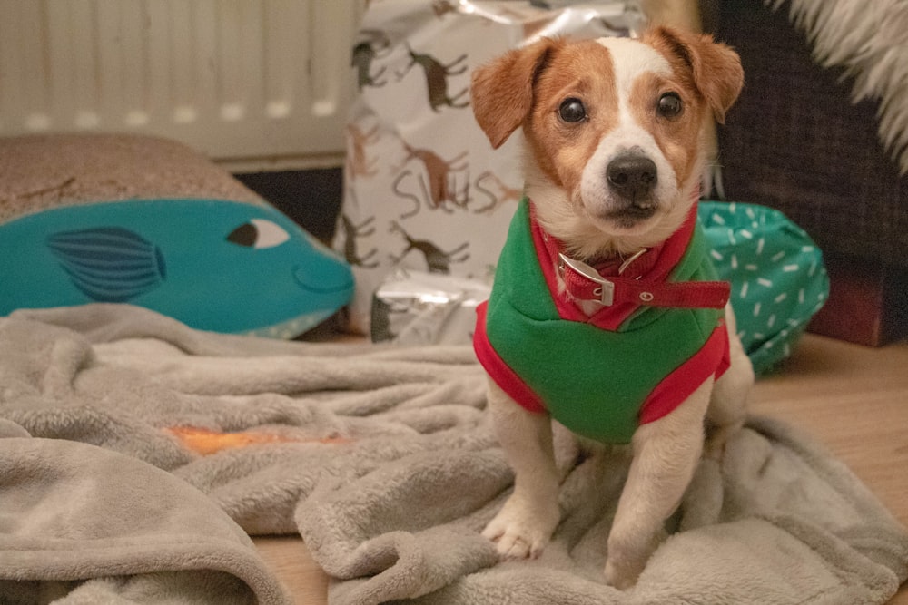 dog sitting on a blanket