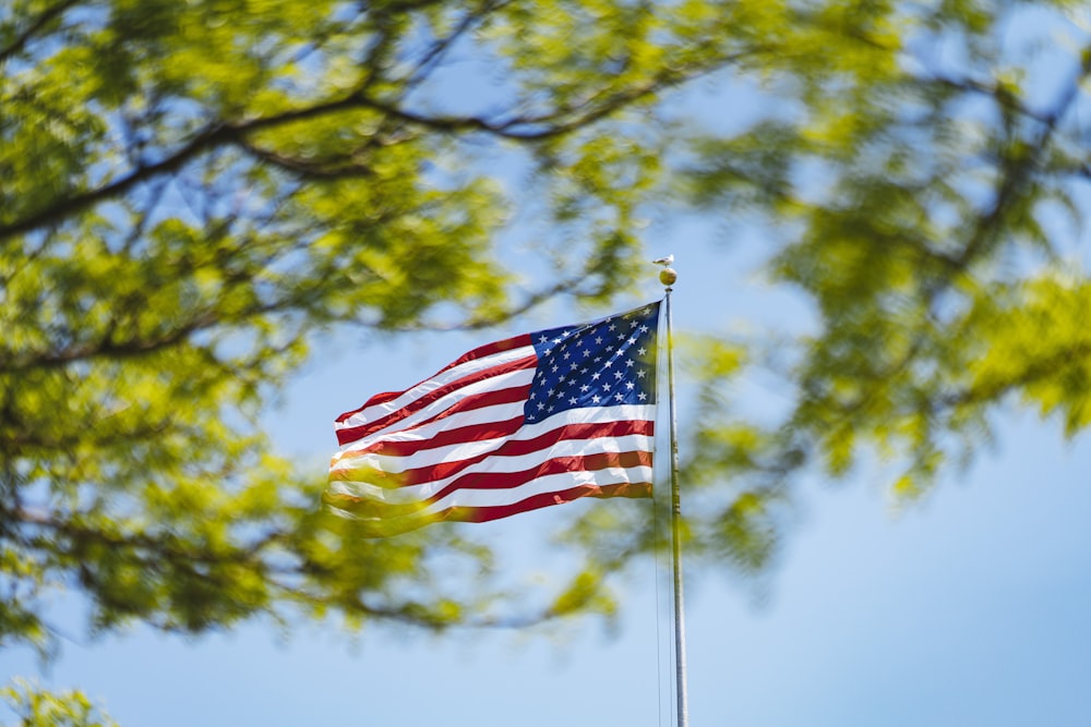 United States of America flag near green tree