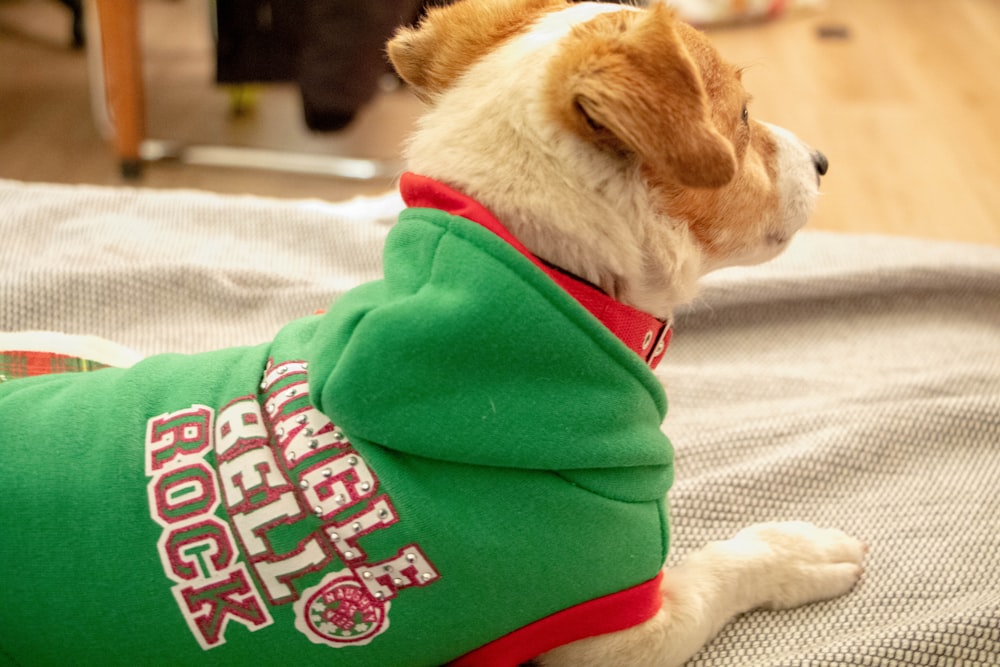 short-coated white and tan dog wearing costume