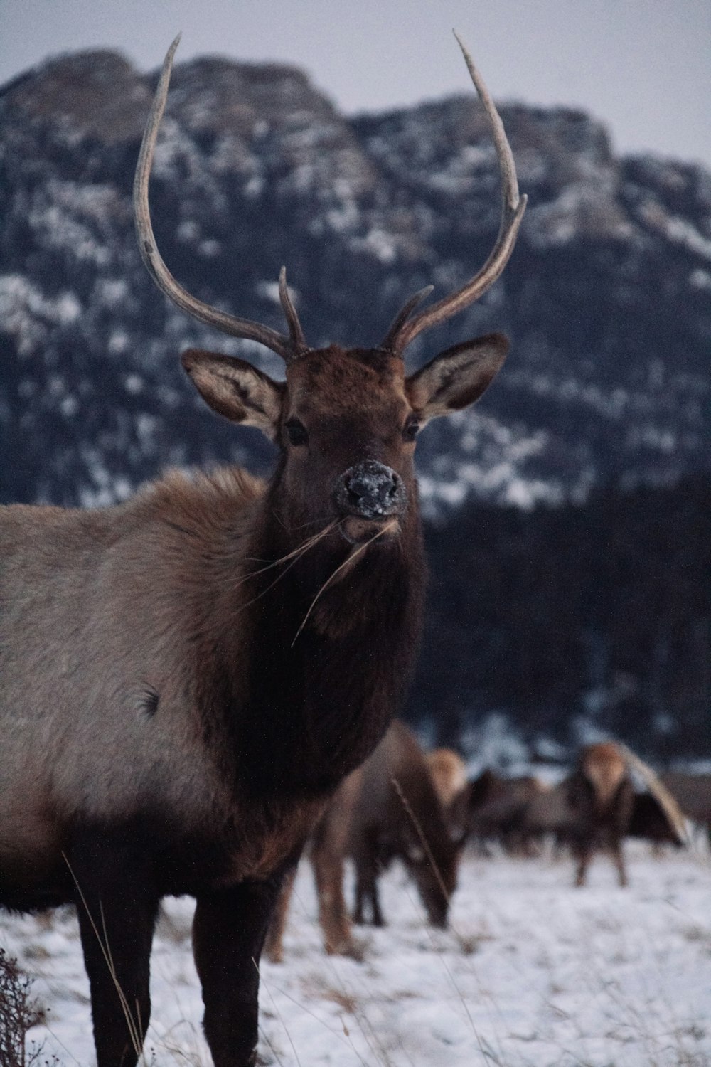 shallow focus photo of brown deer