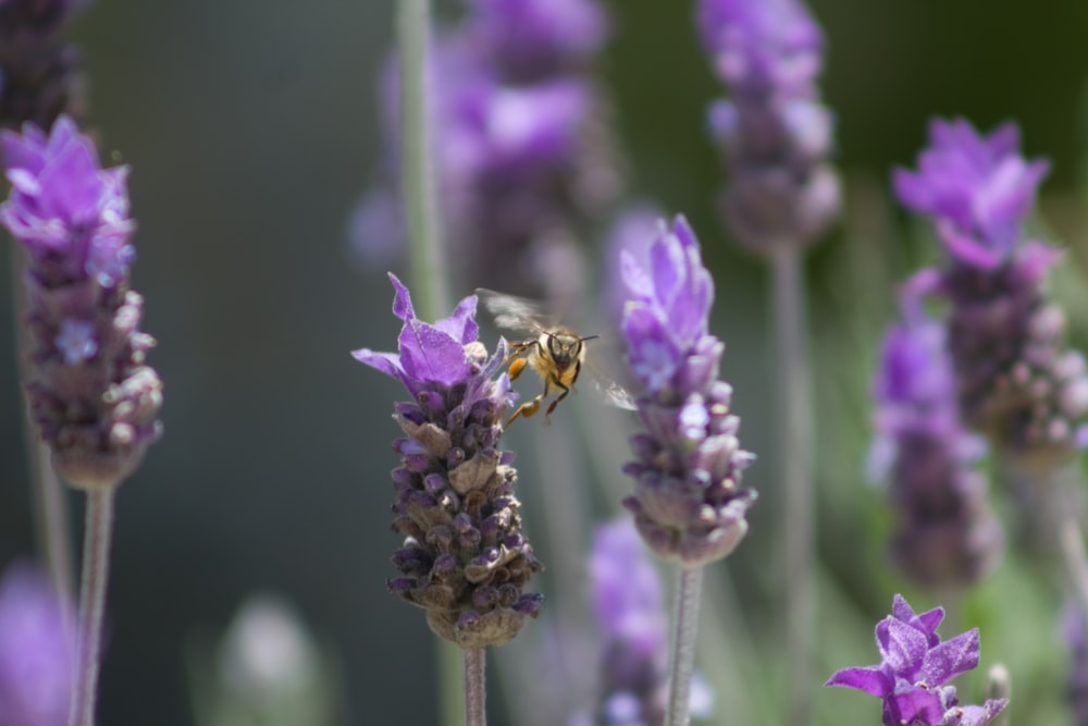 black and yellow wasp on English lavender flower