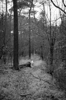 A black and white photograph of a forest with tall trees and bare branches. In the center, a dog is seen walking away on a narrow path lined with fallen leaves. The atmosphere appears serene and isolated.