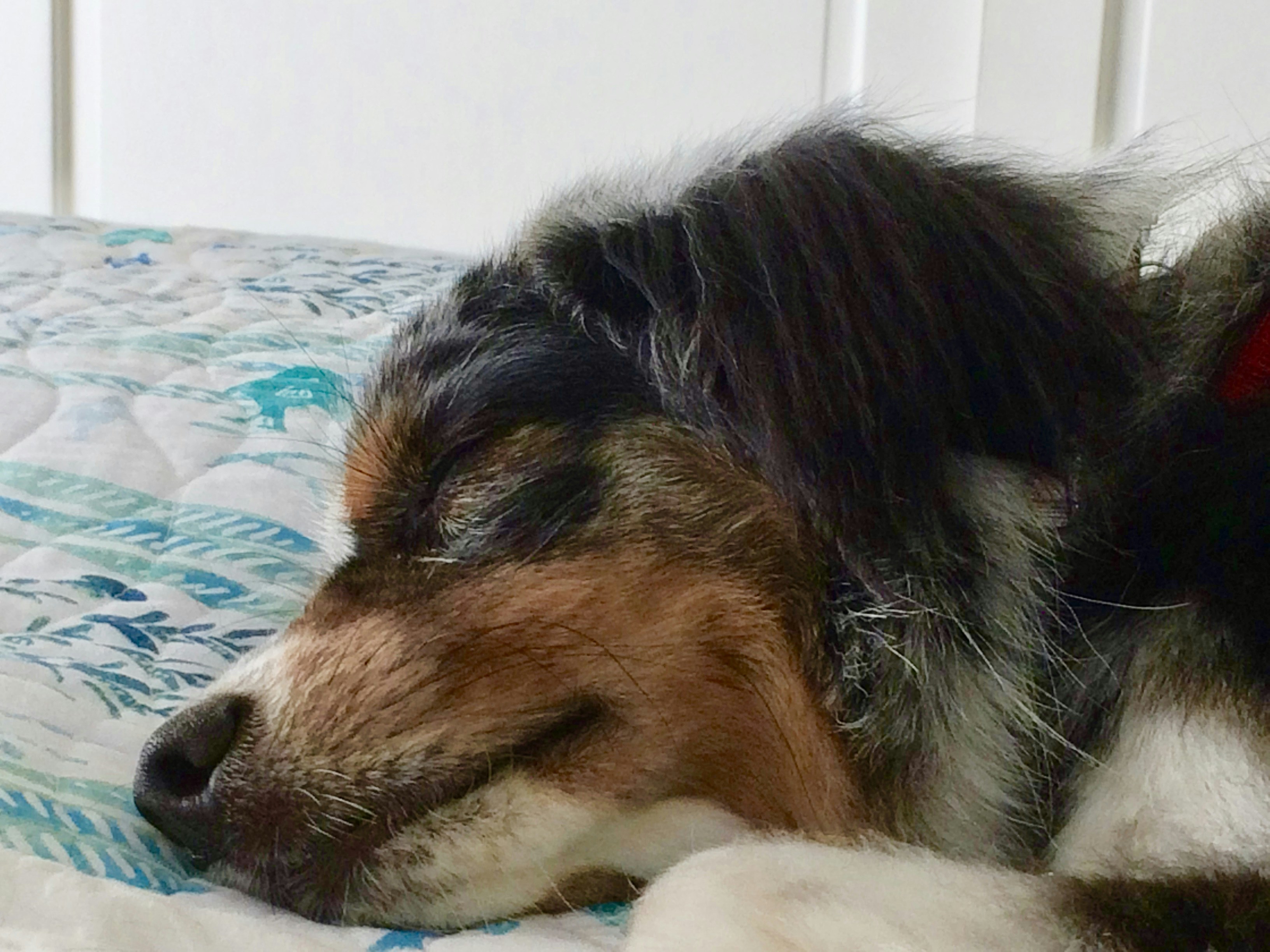 What Your Dog’s Sleeping Position Says About Them