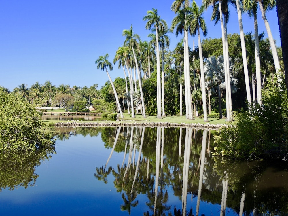 tropical trees during daytime