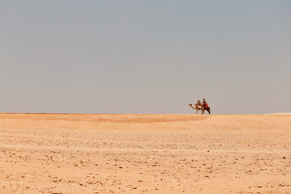 people riding camels at the desert during day