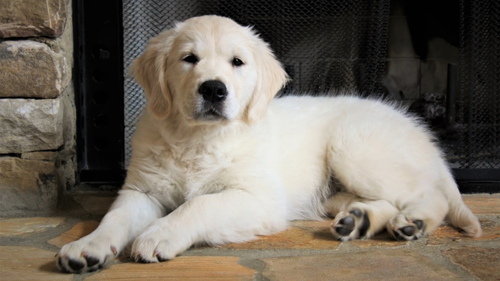 chiot labrador jaune sur le sol