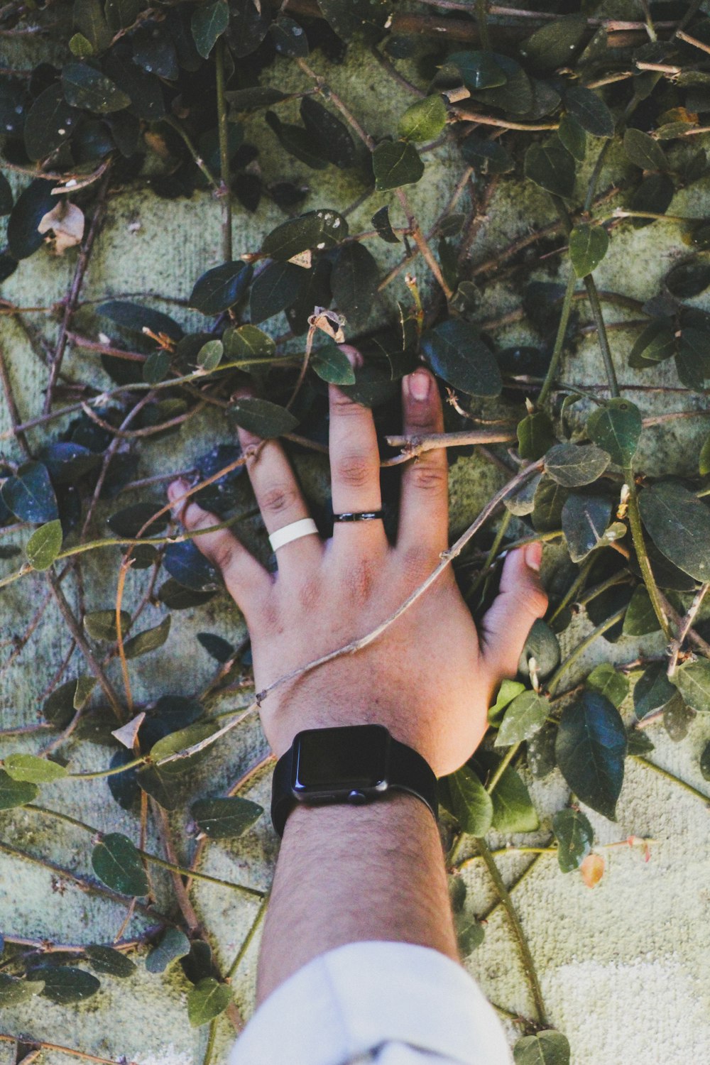person wearing black Apple Watch with black Sport Band touching green leaf plant
