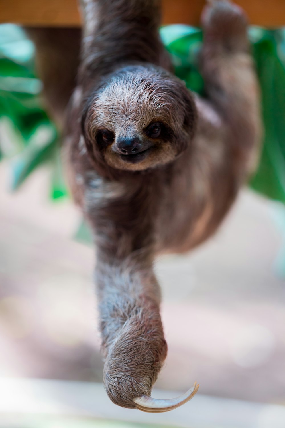 Fotografía de primer plano de animal marrón