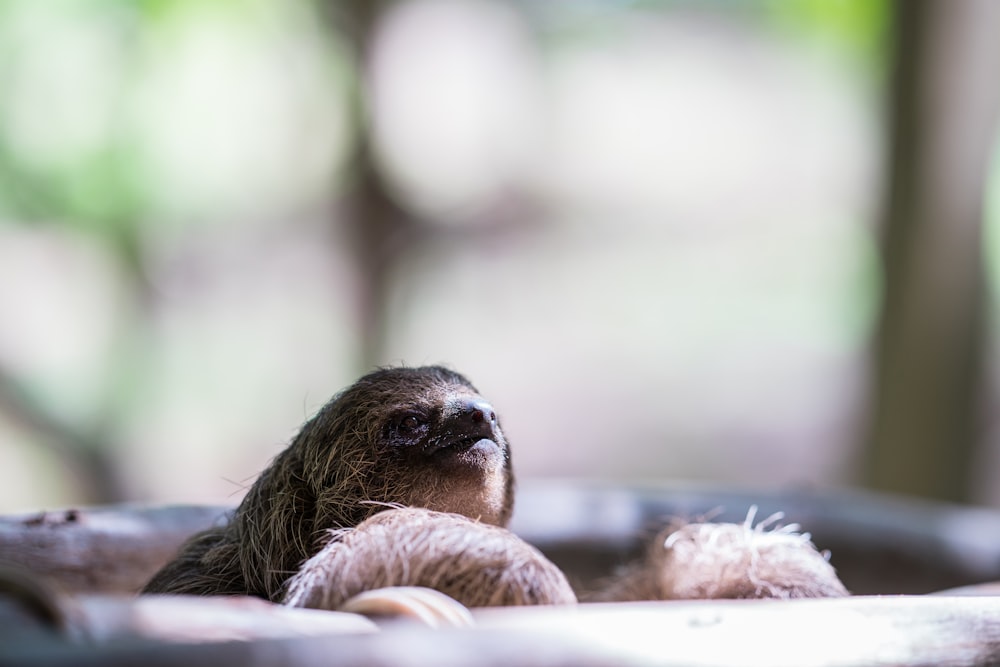 macro photography of sloth animal