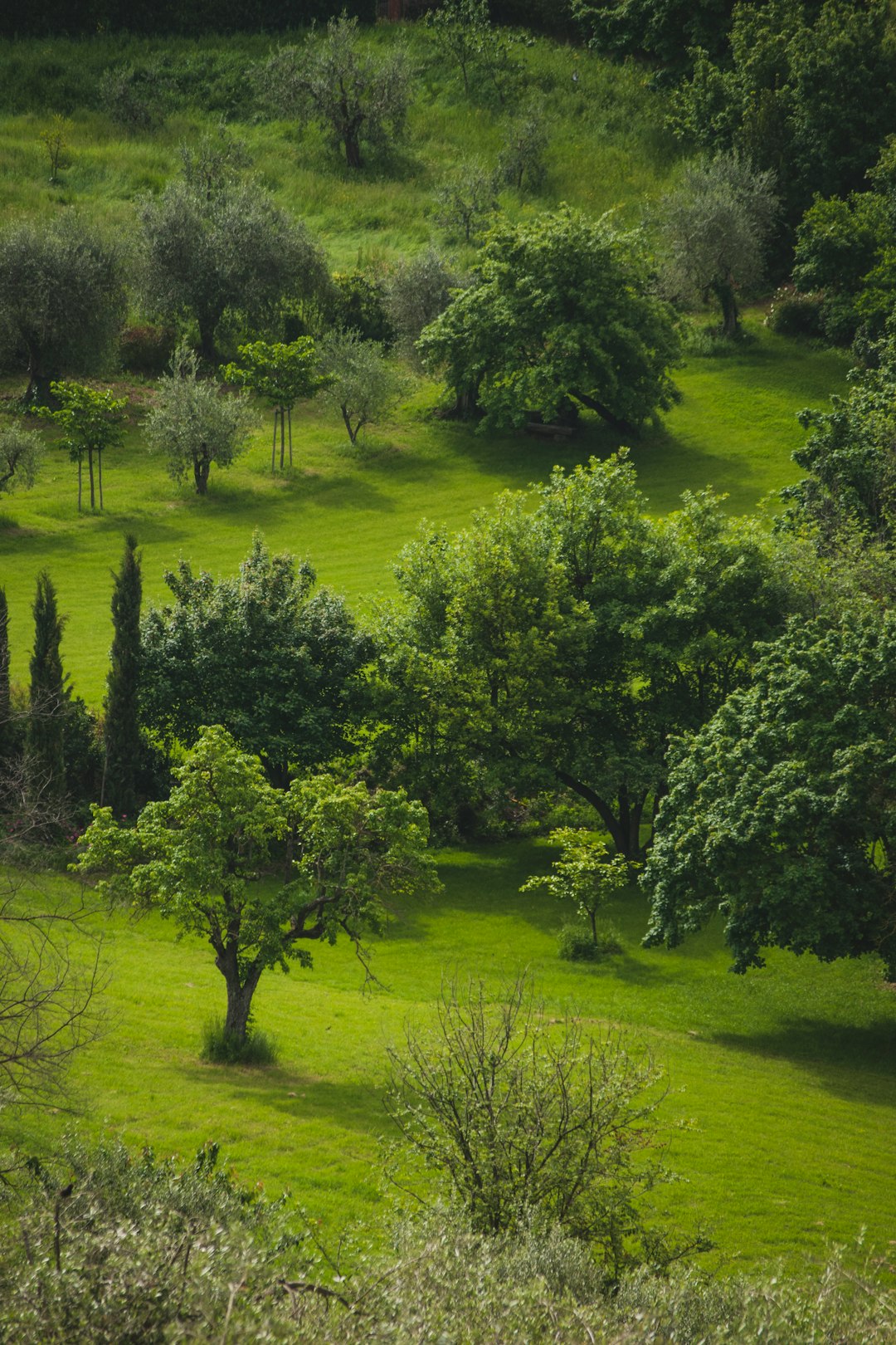 aerial photography of green field surrounded with green trees