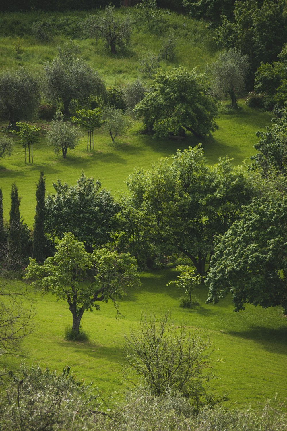 aerial photography of green field surrounded with green trees