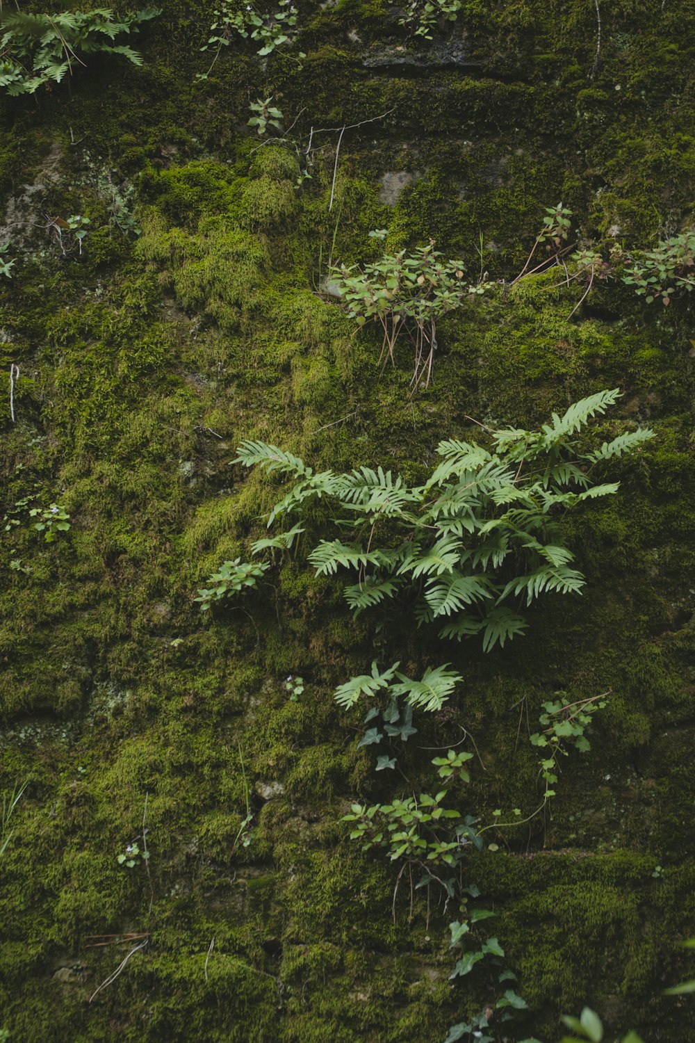 green-leafed plants on cliff
