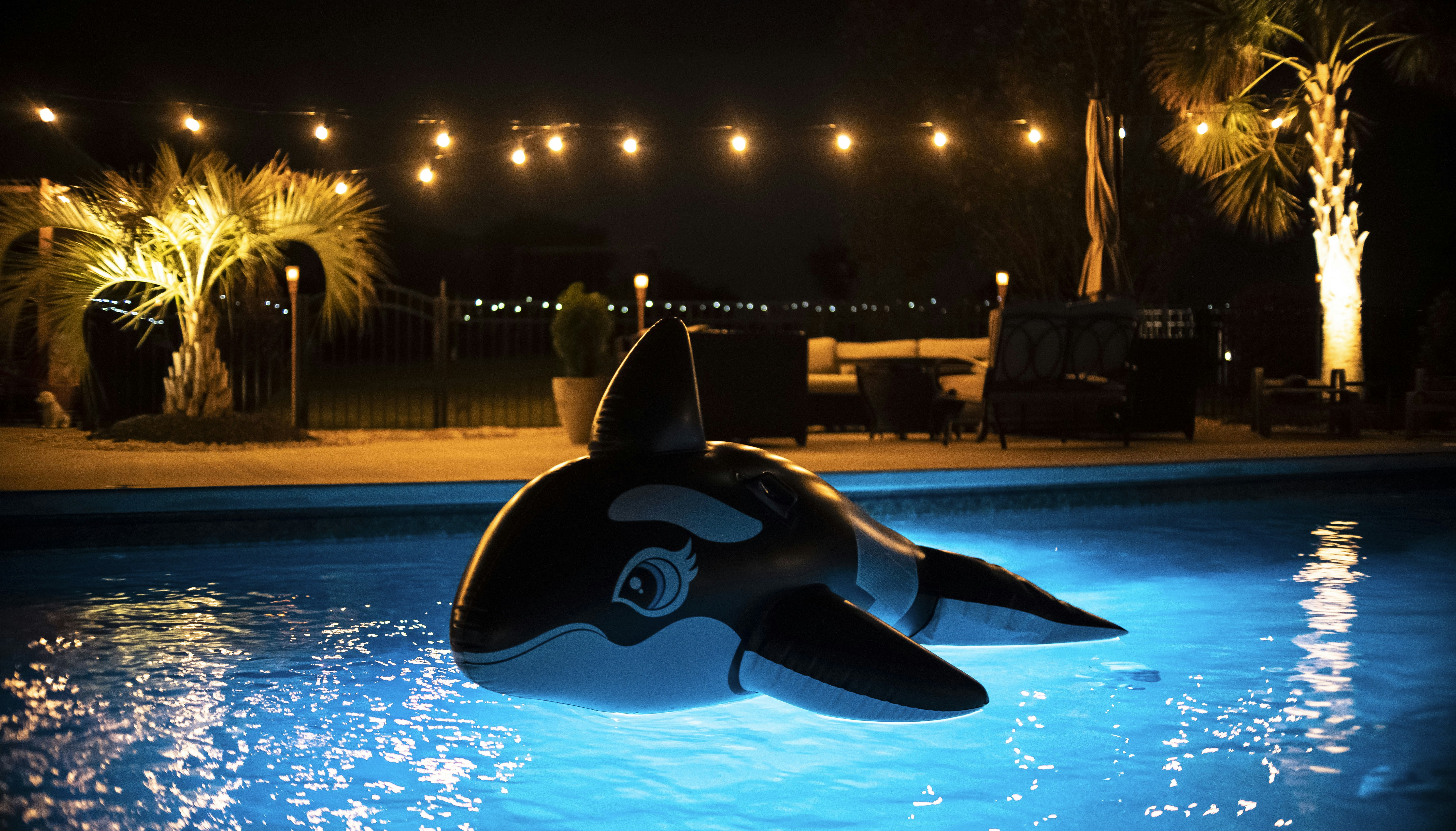 Orca Pictures Download Free Images On Unsplash