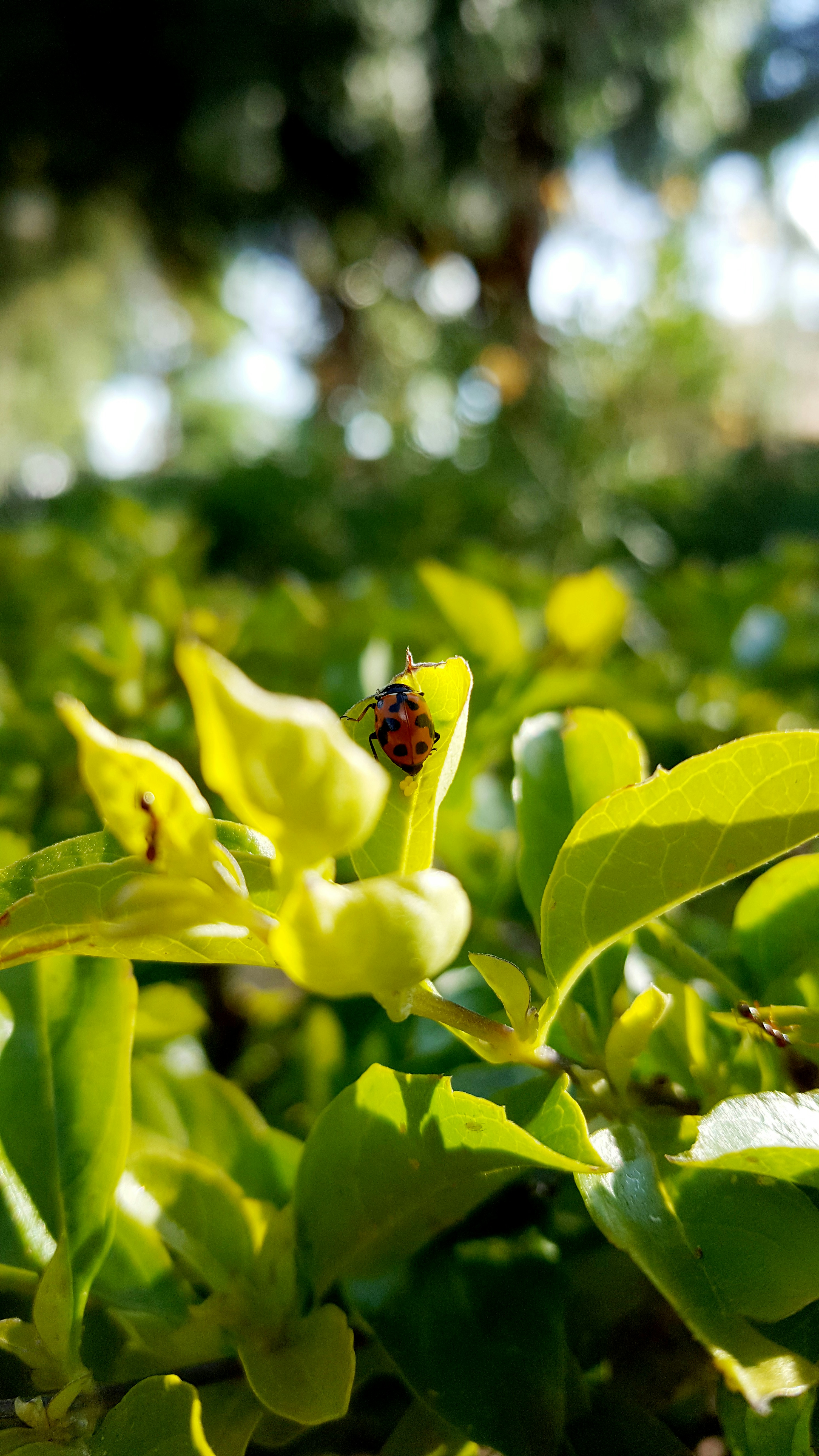 Cochabamba – Natural Environment & Landscapes