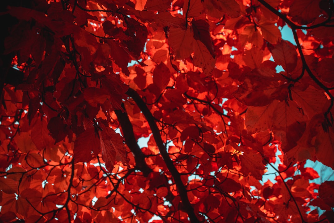 red leafed tree at daytime