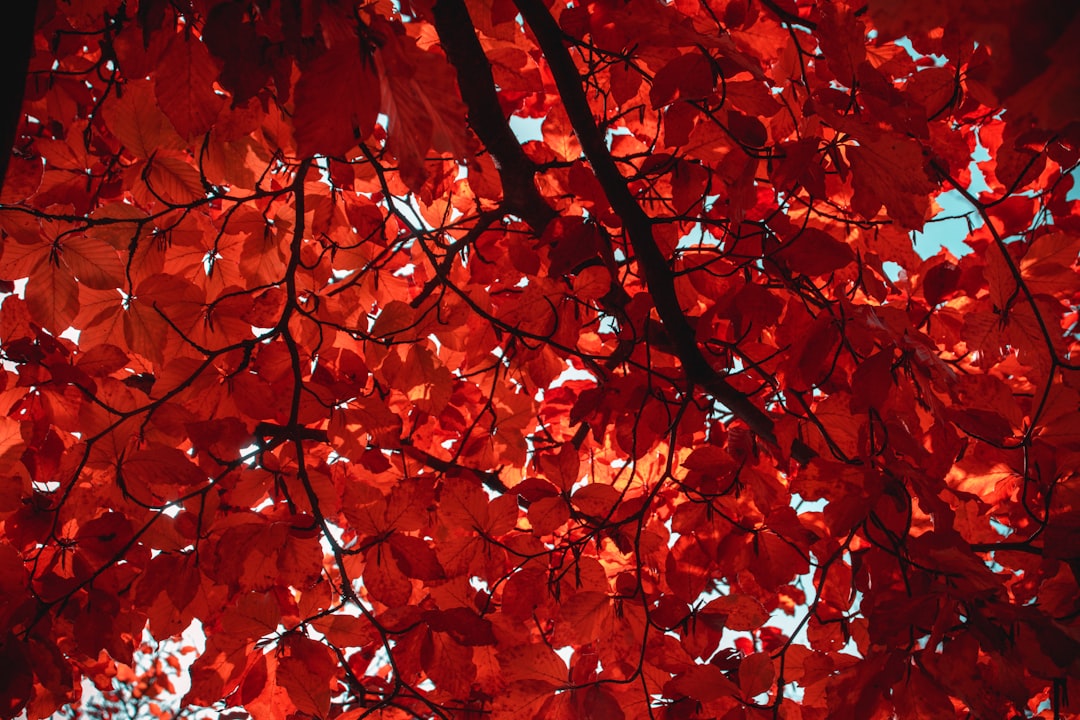 macro photography of red leaf tree