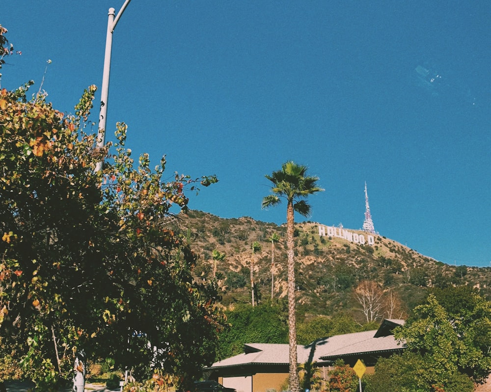 green trees during daytime